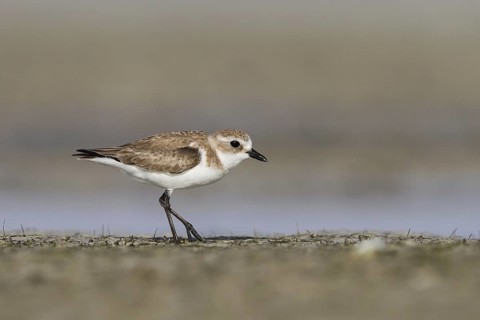 Lesser Sand Plover (Charadrius mongolus) foraging, Oman