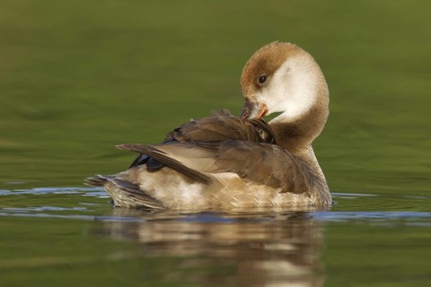 Red-crested Pochard (Netta rufina) female, Brandenburg, Germany