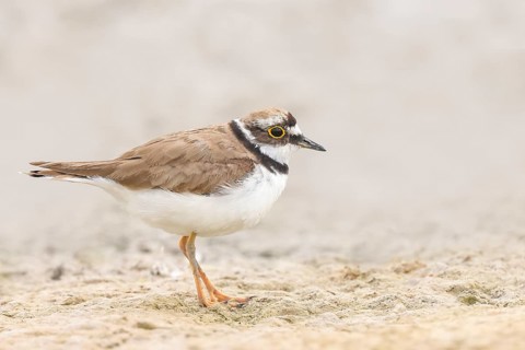 Little Ringed Plover, Little Ringed Plover, (Charadrius dubius), adult bird standing on sandy