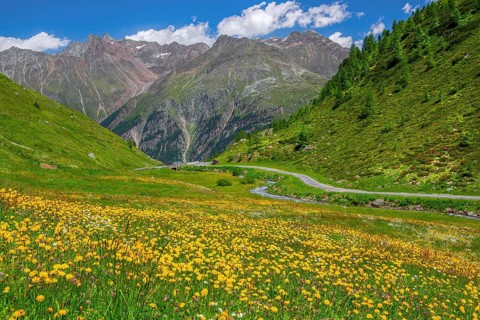 Blooming mountain meadow on the Ötztal glacier road, Sölden, Ötztal, Ötztal Alps, Tyrol, Austria