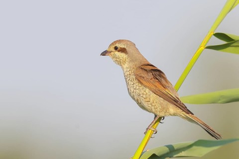 Red-backed shrike (Lanius collurio), female sitting on a reed stalk, looking for prey, wildlife,