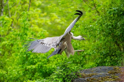 Eurasian griffon vulture (Gyps fulvus) landing on a rock, Bavaria, Germany