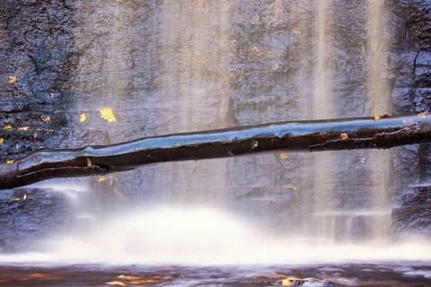 Tree trunk by a waterfall at a rock face with autumn leaves floating in the water