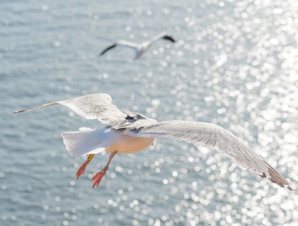 A herring gull (Larus argentatus), tagged and ringed, GPS transmitter placed on the back by
