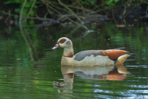 A Nile Goose (Alopochen aegyptiaca) swimming on a pond in the forest, animal photo, nature photo,