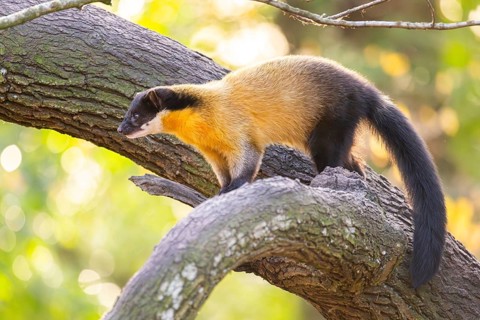 Yellow-throated marten (Martes flavigula) on a tree in autumn, Germany