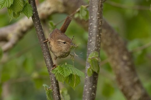 Eurasian wren (Troglodytes troglodytes) adult garden bird with nesting material in its beak in a