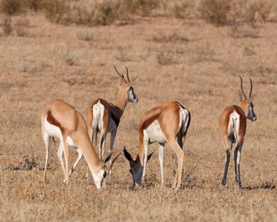 Springboks (Antidorcas marsupialis), group of adults, feeding on dry grass, alert, Kalahari desert,