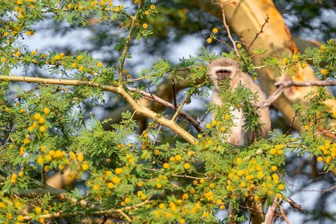 Southern vervet monkey (Chlorocebus pygerythrus) sitting in a flowering tree, eating yellow flowers