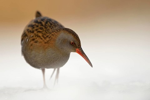 Water rail (Rallus aquaticus) in frosty, harsh winter, resident bird, not migratory, foraging in