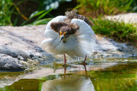 A bird with its reflection in the water, ruff (Calidris pugnax, Syn.: Philomachus pugnax),