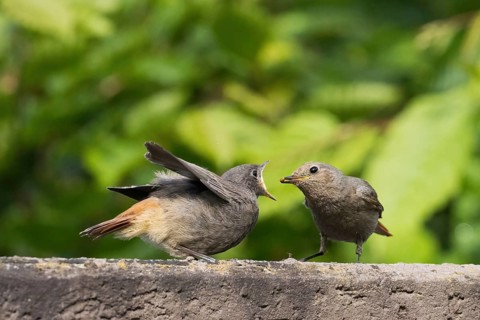 A female black redstart (Phoenicurus ochruros) feeding young on a wall, Hesse, Germany