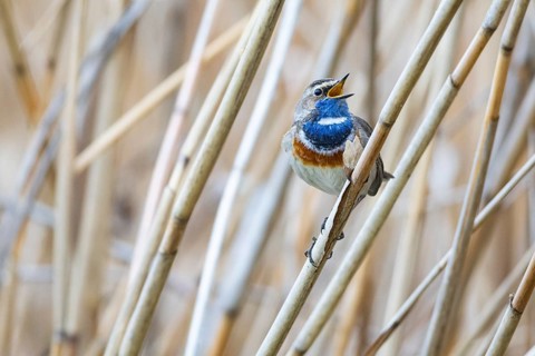 Bluethroat (Luscinia svecica cyanecula) ml Germany