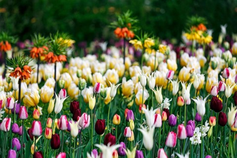 Different coloured tulips (Tulipa), colourful tulip bed, Keukenhof gardens, Lisse, Bollenstreek,
