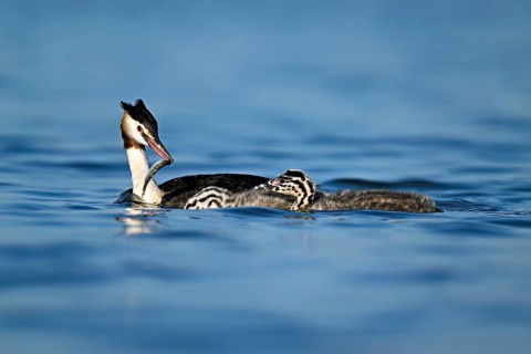 Great Crested Grebe (Podiceps Scalloped ribbonfish), feeding a chick with fish, swimming in the