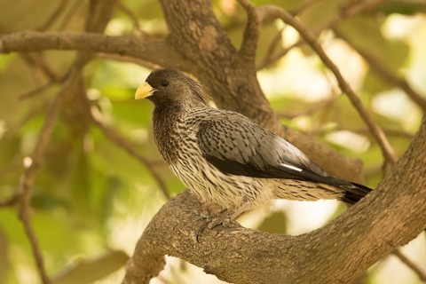 Western Plantain-eater (Crinifer piscator), Gambia