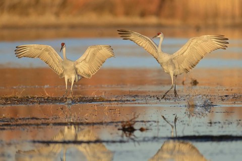 Sandhill Crane (Antigone canadensis), New Mexico, USA
