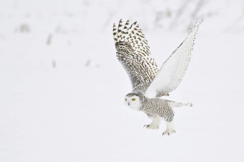 Snowy Owl (Bubo scandiacus) flying, Ontario, Canada