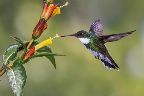 White-throated Hummingbird (Leucochloris albicollis) flying and feeding at a flower in the Atlantic