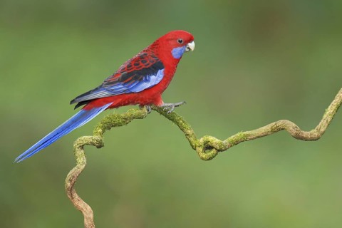 Crimson Rosella (Platycercus elegans), Victoria, Australia