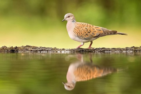 European Turtle Dove (Streptopelia turtur) at waterhole, Hungary
