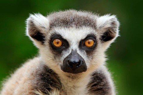 Lemur face, close-up portrait of Madagascar monkey. Ring-tailed Lemur, Lemur catta, with green