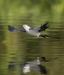 Swallow-tailed Kite (Elanoides forficatus) flying, Florida, USA