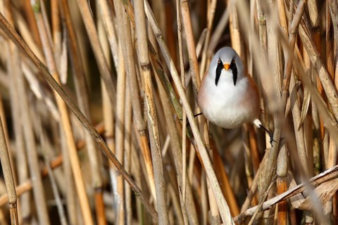 Bearded Reedling (Panurus biarmicus) male perched in reedbed, Mecklenburg-Western, Pomerania,