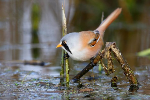 Bearded Reedling (Panurus biarmicus) male foraging in reedbed, Mecklenburg-Western, Pomerania,