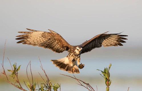 Snail Kite (Rostrhamus sociabilis) female flying with snail in its claws, Florida, USA