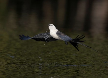 Swallow-tailed Kite (Elanoides forficatus) drinking in flight, Florida, USA