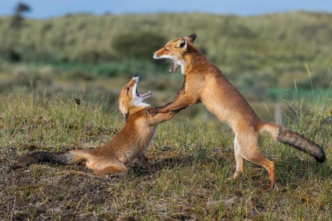 Red Fox (Vulpes vulpes) two adult fighting and playing in grassland, Netherlands