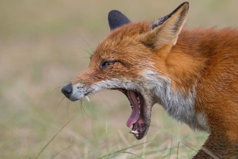 Red Fox (Vulpes vulpes) adult portrait yawning, Netherlands