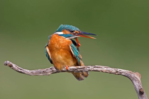Common Kingfisher (Alcedo atthis) female preening, Saxony-Anhalt, Germany