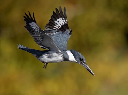 Belted Kingfisher (Megaceryle alcyon) male flying, Florida, USA