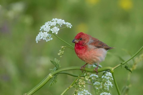 Common Rosefinch (Carpodacus erythrinus) male, Armenia