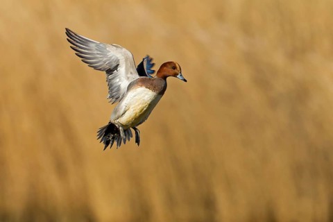 Eurasian Wigeon (Mareca penelope) male flying, Noordholland, Netherlands