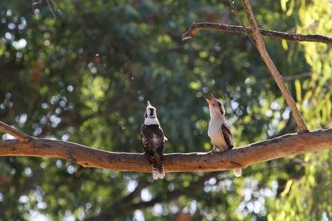 Laughing Kookaburra (Dacelo novaeguineae), Queensland, Australia