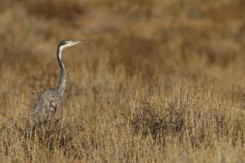 Black-headed Heron (Ardea melanocephala), Northern Cape, South Africa