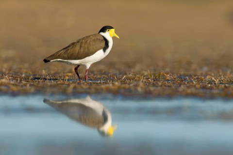 Masked Lapwing (Vanellus miles), Victoria, Australia