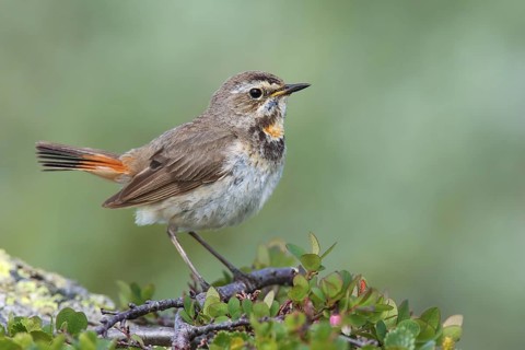 Bluethroat (Luscinia svecica svecica) female, Sweden