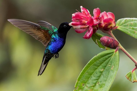 Velvet-purple Coronet (Boissonneaua jardini) feeding at a flower in Colombia, South America