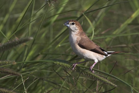 Indian Silverbill (Euodice malabarica), Oman