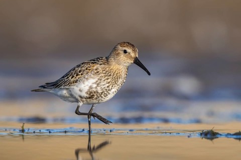 Dunlin (Calidris alpina) foraging, North Rhine-Westphalia, Germany