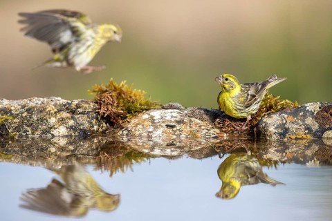 European Serin (Serinus serinus) male at a waterhole, Alicante, Spain