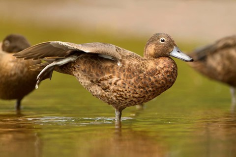 Brown Teal (Anas chlorotis) female, North Island, New Zealand