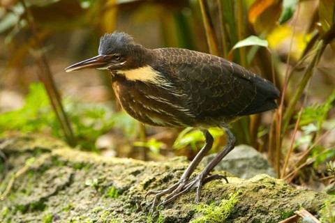 Black Bittern (Dupetor flavicollis), Singapore