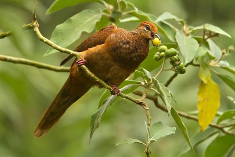 Brown Cuckoo-Dove (Macropygia phasianella), Queensland, Australien