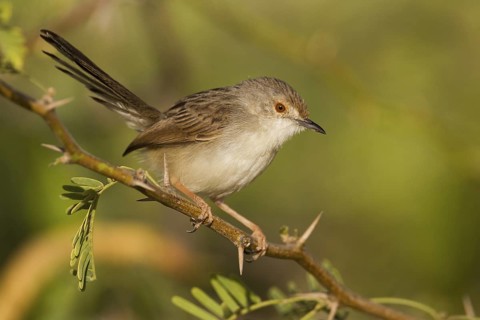 Graceful Prinia (Prinia gracilis), Oman