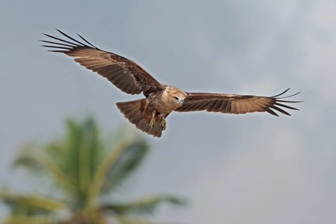 Brahminy Kite (Haliastur indus) juvenile flying, Goa, India